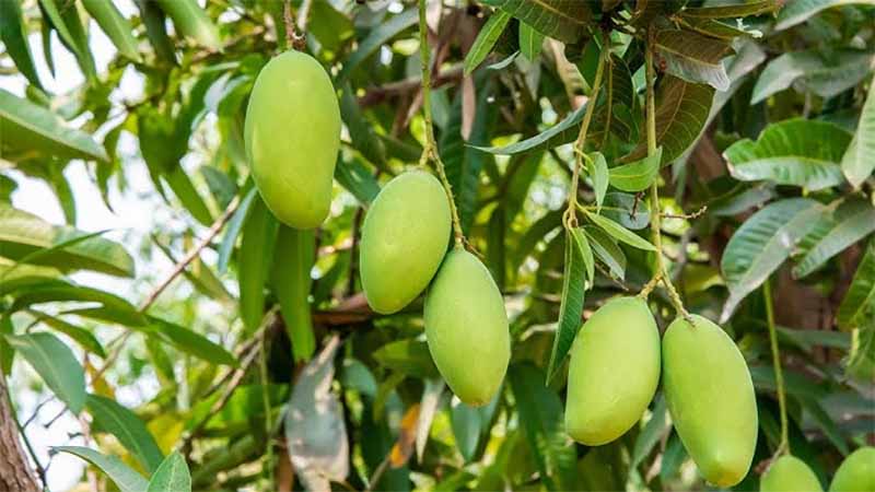 Mơ thấy trái xoài – Giải mã điềm báo, ý nghĩa và con số may mắn