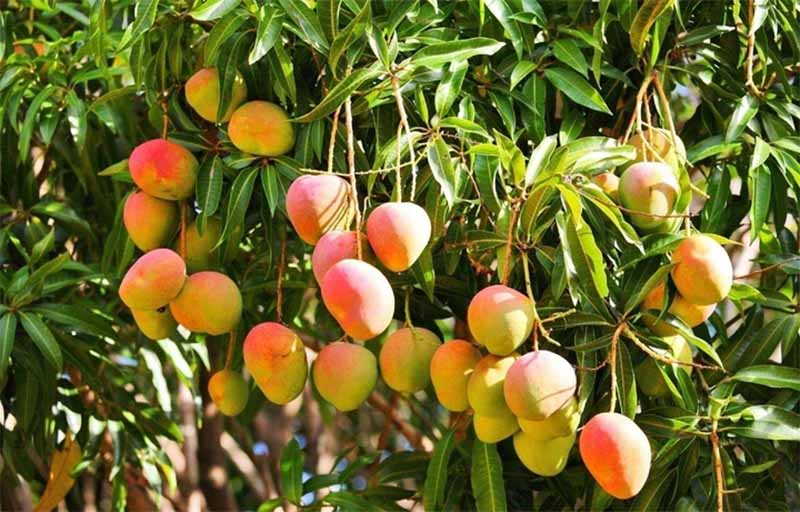 Mơ thấy trái xoài – Giải mã điềm báo, ý nghĩa và con số may mắn